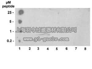 merck millipore,默克密理博,04-746,Anti-phospho-Histone H3 (Thr3) Antibody, clone JY325, rabbit monoclonal