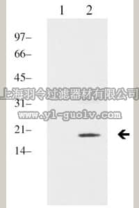 merck millipore,默克密理博,04-768,Anti-dimethyl-Histone H3 (Lys9) Antibody, clone MC554, rabbit monoclonal