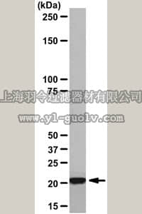 merck millipore,默克密理博,04-775,Anti-Ha-Ras Antibody, clone MC57,04-775