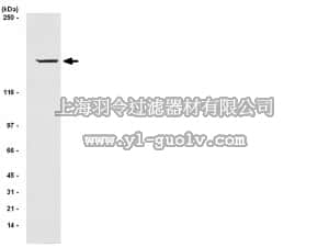 merck millipore,默克密理博,04-784,Anti-IRS1 Antibody, clone AW58,04-784