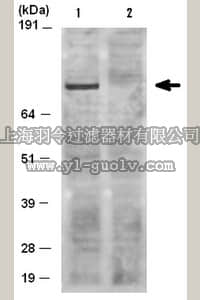 merck millipore,默克密理博,04-787,Anti-phospho-PKD (Ser916) Antibody, clone MC29, rabbit monoclonal