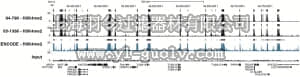 merck millipore,默克密理博,04-790,Anti-dimethyl-Histone H3 (Lys4) Antibody, clone AW30, rabbit monoclonal