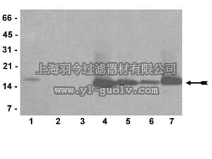 merck millipore,默克密理博,04-791,Anti-mono/di/trimethyl-Histone H3 (Lys4) Antibody, clone AW304,04-791