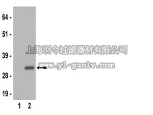 merck millipore,默克密理博,04-795,Anti-phospho-Ribosomal Protein S6 (Ser235) Antibody, clone MC27, rabbit monoclonal