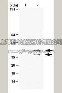 merck millipore,默克密理博,04-797,Anti-phospho-MAP Kinase 1/2 (Erk1/2)(Thr185/Tyr187) Antibody, clone AW39