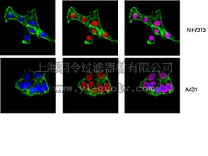 merck millipore,默克密理博,04-803,Anti-HMGN2/HMG17 Antibody, clone 10D6.3
