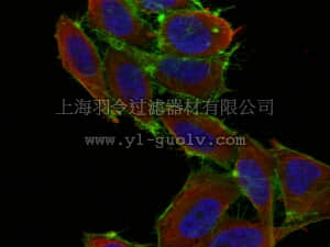 merck millipore,默克密理博,04-804,Anti-NFAT1 Antibody, clone 8G4.2
