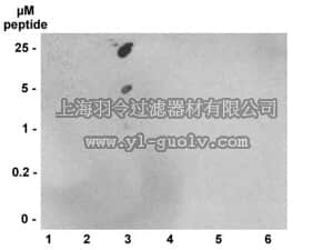 merck millipore,默克密理博,04-809,Anti-trimethyl(Lys9)-phospho(Ser10)-Histone H3 Antibody, rabbit monoclonal