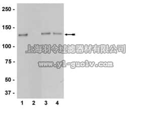 merck millipore,默克密理博,04-811,Anti-phospho-eNOS/NOS III (Thr495) Antibody, rabbit monoclonal