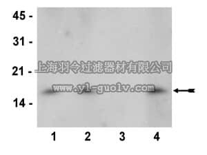 merck millipore,默克密理博,04-821,Anti-dimethyl-Histone H3 (Lys27) Antibody, clone 614M, rabbit monoclonal