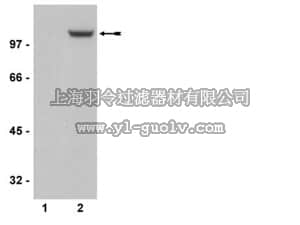 merck millipore,默克密理博,04-823,Anti-phospho-GluR1 (Ser831) Antibody, clone N453, rabbit monoclonal