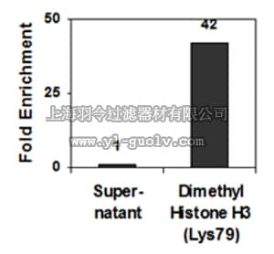 merck millipore,默克密理博,04-835-S,Anti-dimethyl-Histone H3 (Lys79) Antibody, clone NL59, Trial Size, rabbit monoclonal