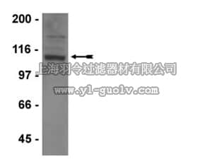 merck millipore,默克密理博,04-855,Anti-GluR1 Antibody, clone C3T, rabbit monoclonal