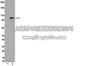 merck millipore,默克密理博,04-886,Anti-phospho-STAT5A/B (Tyr694/699) Antibody, clone A11W, rabbit monoclonal
