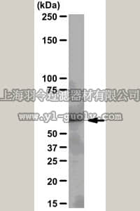 merck millipore,默克密理博,04-889,Anti-Src Antibody, clone N6L, rabbit monoclonal