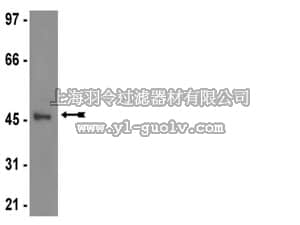 merck millipore,默克密理博,04-893,Anti-JNK3/SAPK1b Antibody, clone C05T, rabbit monoclonal