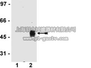 merck millipore,默克密理博,04-902,Anti-HA Tag Antibody, clone DW2, rabbit monoclonal