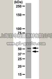 merck millipore,默克密理博,04-903,Anti-GSK3α/β Antibody, rabbit monoclonal