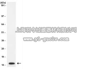 merck millipore,默克密理博,04-928,Anti-Histone H3 Antibody, CT, pan, clone A3S, rabbit monoclonal
