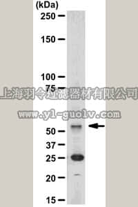 merck millipore,默克密理博,04-932,Anti-Calmodulin Binding Protein Epitope Tag Antibody, clone C16T, rabbit monoclonal