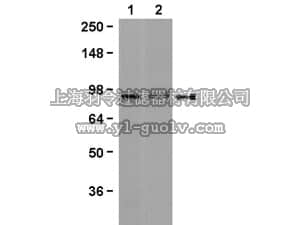 merck millipore,默克密理博,04-958,Anti-Beta Catenin Antibody, clone 7F7.2