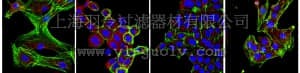 merck millipore,默克密理博,04-966,Anti-Cby1 Antibody, clone 8-2