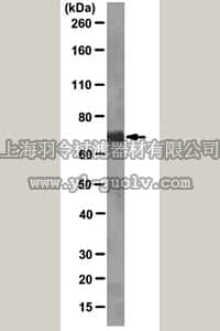 merck millipore,默克密理博,04-970,Anti-Osteopontin Antibody, clone 6B6.2