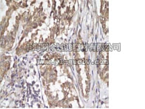 merck millipore,默克密理博,04-971,Anti-Sonic Hedgehog (C-product) Antibody, clone EP1190Y, Rabbit,04-971