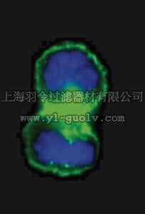 merck millipore,默克密理博,05-101,Anti-EGFR Antibody, neutralizing, clone LA1