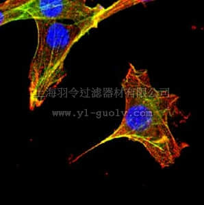 merck millipore,默克密理博,05-1028,Anti-phospho-MAPKAPK2 (Thr334) Antibody, clone 9F10.2