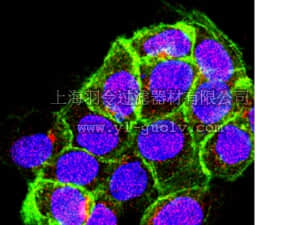 merck millipore,默克密理博,05-1044,Anti-Sin1 Antibody, clone 1C7.2