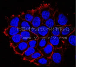 merck millipore,默克密理博,05-1047,Anti-EGFR (cytoplasmic domain) Antibody, clone 8G6.2