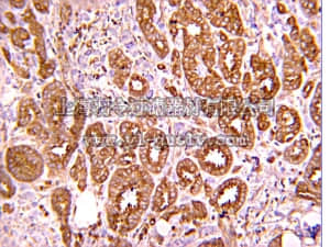 merck millipore,默克密理博,05-1049,Anti-Met (extracellular) Antibody, clone 4F8.2