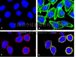 merck millipore,默克密理博,05-1059,Anti-phospho-p38α(Thr180/Tyr182) Antibody, clone 8.78.8, rabbit monoclonal