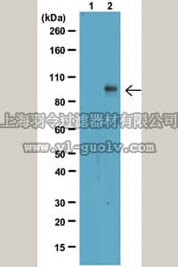merck millipore,默克密理博,05-1064,Anti-Phospho-Stat1 (Tyr701) Antibody, clone 5C9.2