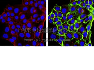 merck millipore,默克密理博,05-1069,Anti-phospho-PRAS40 (Thr246) Antibody, clone 4H2.2
