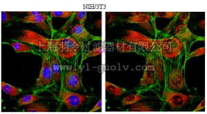 merck millipore,默克密理博,05-1070,Anti-PRAS40 Antibody, clone 9D10.2