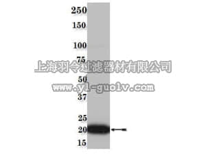 merck millipore,默克密理博,05-1071,Anti-Ras Antibody, ( H-, N-), clone 1A6.2