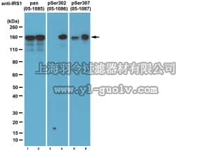 merck millipore,默克密理博,05-1085,Anti-IRS1 Antibody, clone 4.2.2