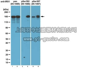 merck millipore,默克密理博,05-1086,Anti-phospho-IRS1 (Ser302 mouse/ Ser307 human) Antibody, clone 8.1.2