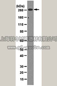 merck millipore,默克密理博,05-1098,Anti-acetyl CoA Carboxylase Antibody, clone 7D2.2