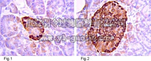 merck millipore,默克密理博,05-1107,Anti-Insulin Antibody, clone CE9H9