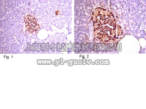 merck millipore,默克密理博,05-1109,Anti-Pro-Insulin C-Peptide Antibody, clone C-PEP-01