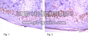 merck millipore,默克密理博,05-1113,Anti-Harmartin (TSC1) Antibody