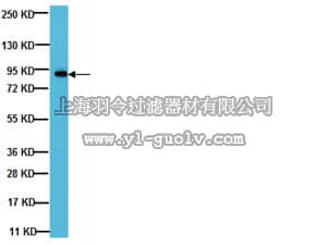 merck millipore,默克密理博,05-1115,Anti-SG2NA Antibody