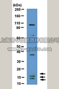 merck millipore,默克密理博,05-1116,Anti-VEGF Antibody, clone CH-10