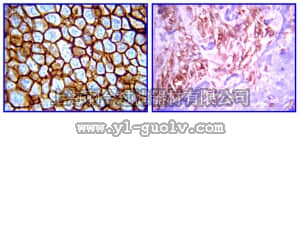 merck millipore,默克密理博,05-1133,Anti-erbB4 Antibody, clone HFR1/2G4