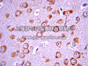 merck millipore,默克密理博,05-1139,Anti-Focal Adhesion Kinase Antibody, clone BLAb2H7