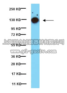 merck millipore,默克密理博,05-1140,Anti-phospho-Focal Adhesion Kinase (Tyr397) Antibody, clone 18