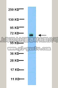 merck millipore,默克密理博,05-1143,Anti-phospho-Paxillin (Tyr31) Antibody, clone M102